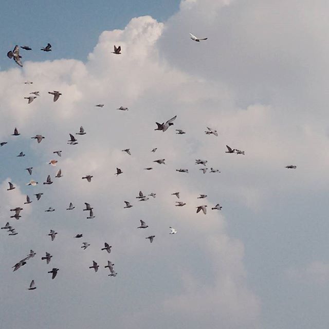 flying, bird, low angle view, sky, animal themes, wildlife, animals in the wild, flock of birds, cloud - sky, mid-air, nature, cloud, beauty in nature, cloudy, day, spread wings, outdoors, blue, scenics