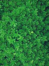 Close-up of fresh green plants