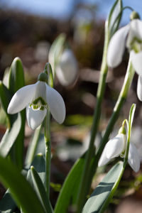 Close-up of white flowering plants