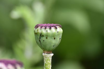 Close-up of purple poppy growing on plant