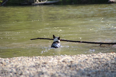 Dog running in water