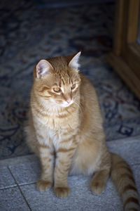 High angle view of cat sitting on floor