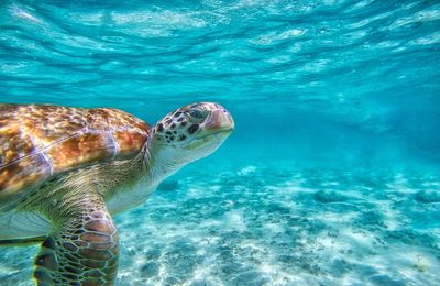 Close-up of turtle swimming in sea