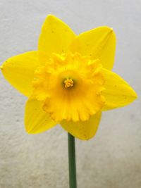 Close-up of yellow flower blooming outdoors