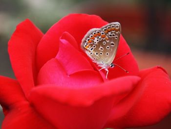 Close-up of butterfly on red flower