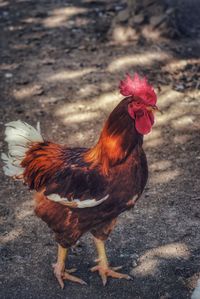 Close-up of rooster on field