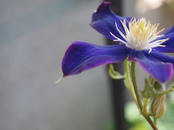 Close-up of purple iris flower