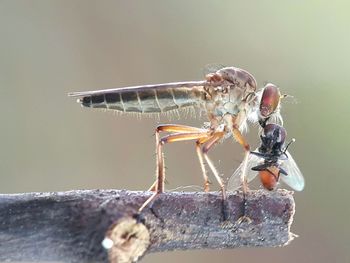 Close-up of damselfly on stick