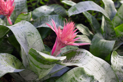 Close-up of pink flowering plant