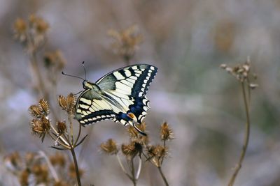 Close-up of butterfly on plant