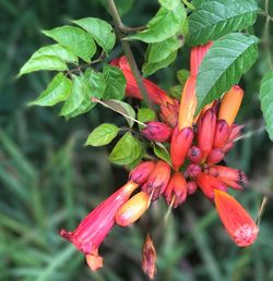 Close-up of red flowers