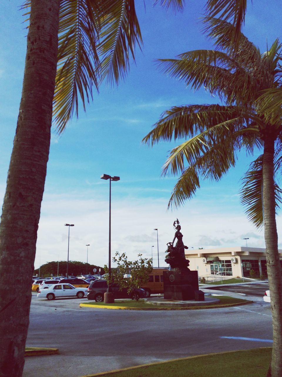 tree, palm tree, car, transportation, building exterior, road, land vehicle, sky, mode of transport, built structure, street, architecture, street light, tree trunk, city, sunlight, incidental people, the way forward, growth, outdoors