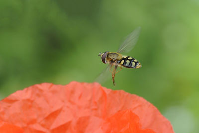 Close-up of hoverfly