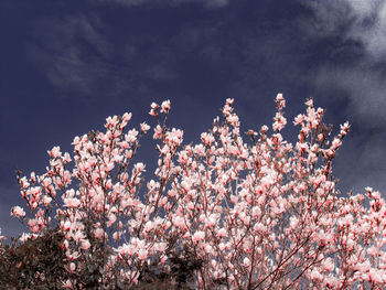 Low angle view of cherry blossoms against sky