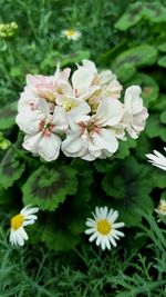 flowering plant