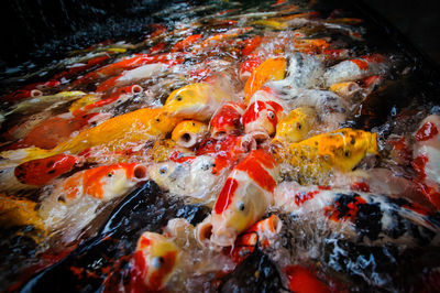 High angle view of koi carps swimming in pond