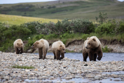 Brown bear with three cubs runs along river bank