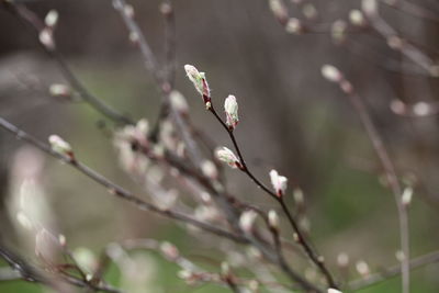 Close-up of cherry blossom on tree