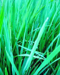 Full frame shot of grass