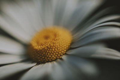 Close-up of white flower