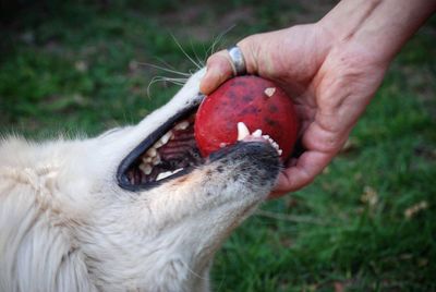 Close-up of a hand holding crab