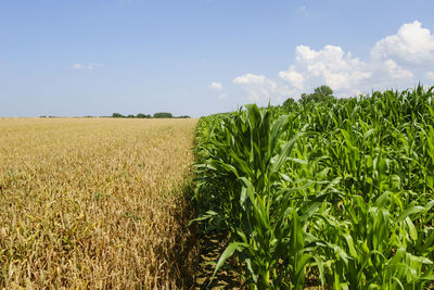 Scenic view of wheat field against sky