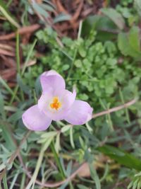 High angle view of purple crocus flower