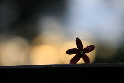 Close-up of plant on wood against sky during sunset