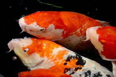 Close-up of fish swimming in water