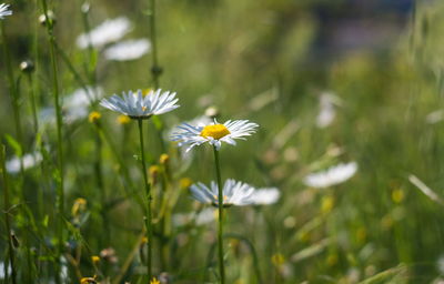 Close-up of white flowering plant