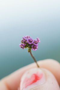 Close-up of hand holding flower