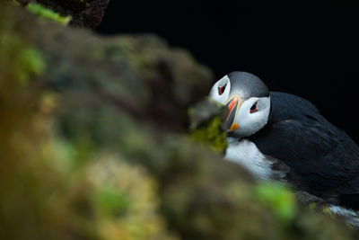 Close-up portrait of puffin