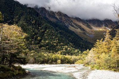 Scenic view of river amidst trees in forest