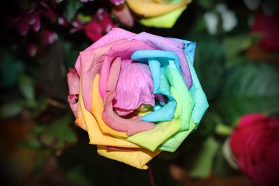 Close-up of rose blooming outdoors