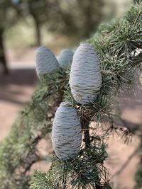 Close-up of pine tree on field