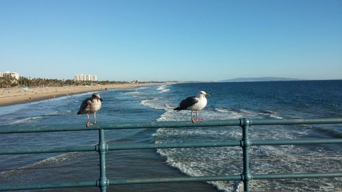 Seagull perching on railing in sea