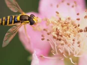 Close-up of bee on flower