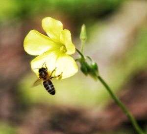 Close-up of bee on flower