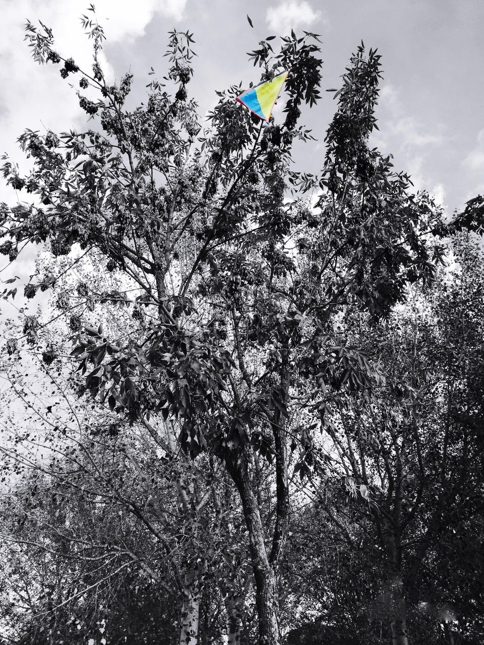 LOW ANGLE VIEW OF TREE BRANCHES AGAINST SKY