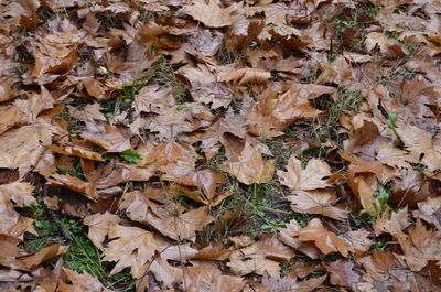 Full frame shot of dried autumn leaves on ground