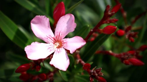 Close-up of pink flowering plant