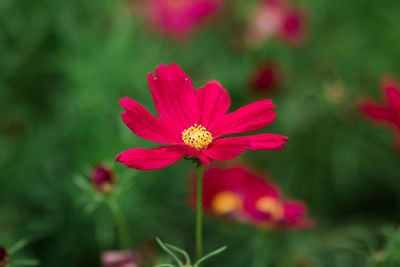Close-up of pink cosmos flower
