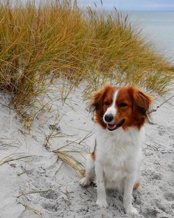 Portrait of dog on beach
