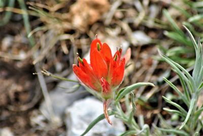 Close-up of red orange flower