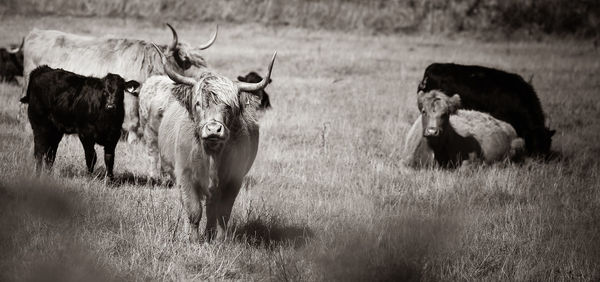 Cows standing in a field