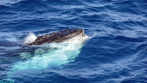 Mouth of humpback whale close