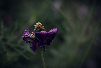 Close-up of purple flower