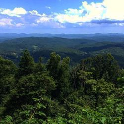 Scenic view of forest against sky