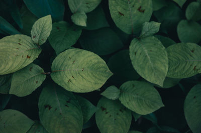 Close-up of green leaves