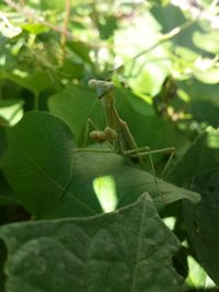 Close-up of insect on plant